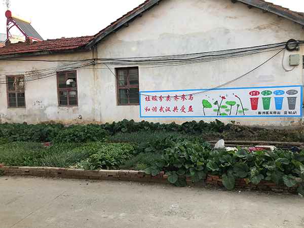 陈柏林家门前的自留地。 澎湃新闻记者 沈文迪 摄 “疯狂的萝卜”后续:一个武汉菜农再次从心酸到心宽